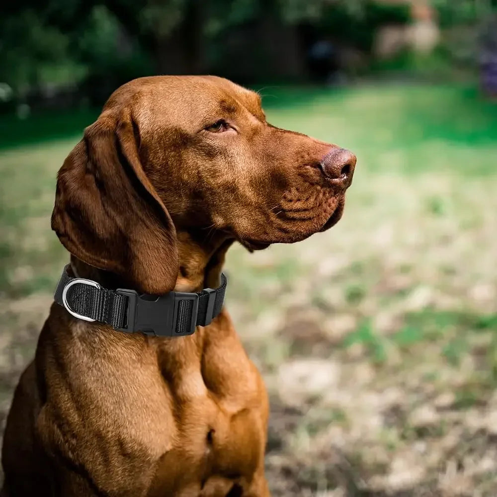 Urban Canine Collar