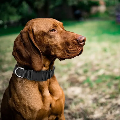 Urban Canine Collar